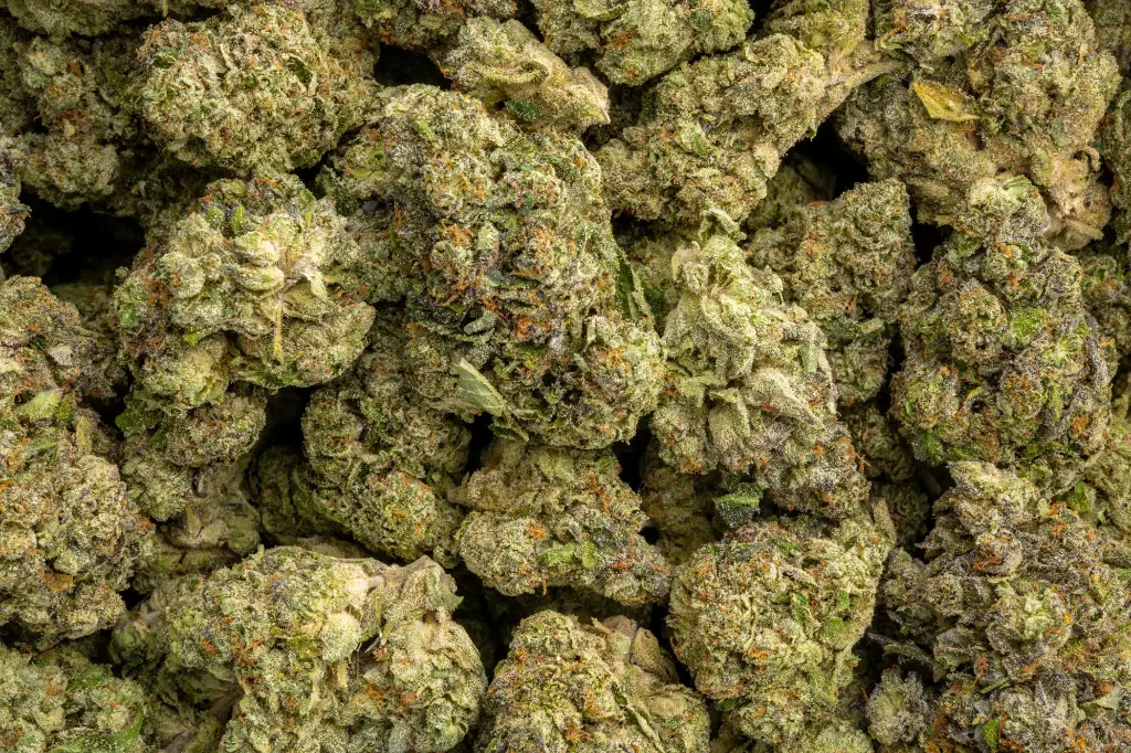 Blue Cherry Gelato Indoor