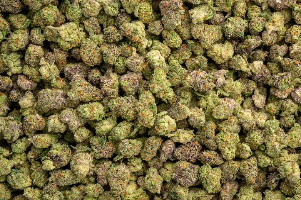 Blue Cherry Gelato Indoor Smalls