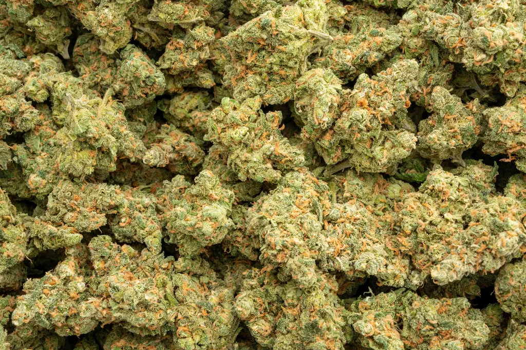 Blue Dream Indoor