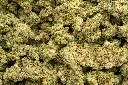 Blue Dream Indoor