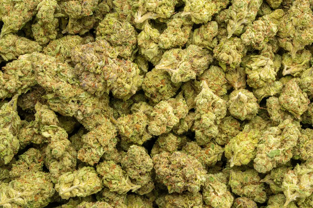 Purple Champagne 