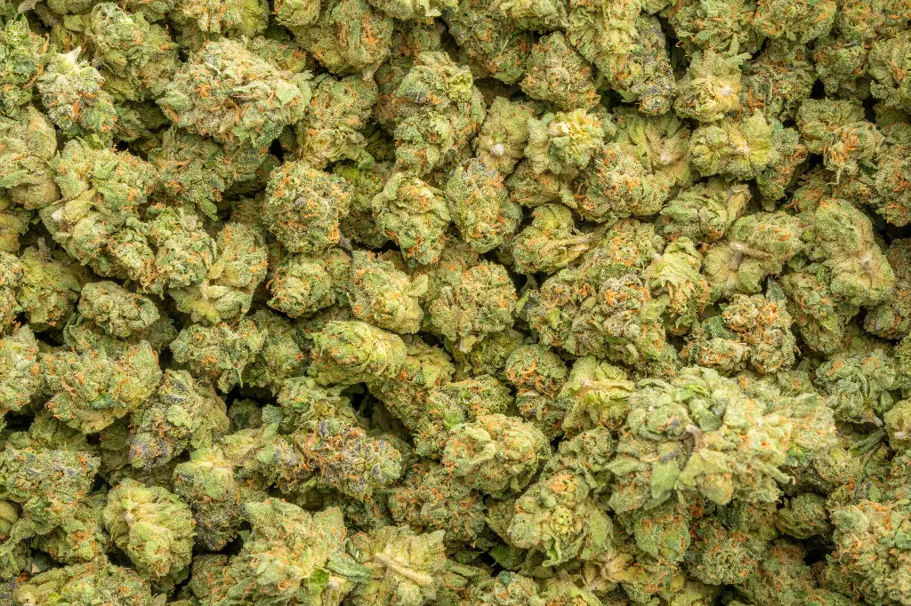 Gary Zkittles Indoor Mediums