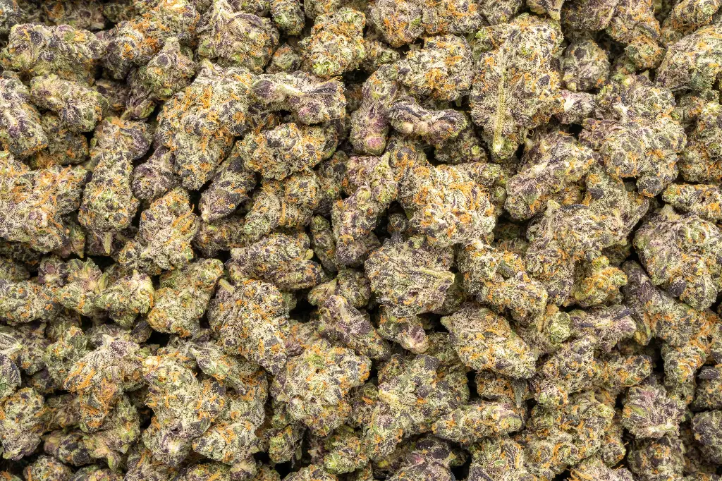 Lemon Slam Indoor Mediums