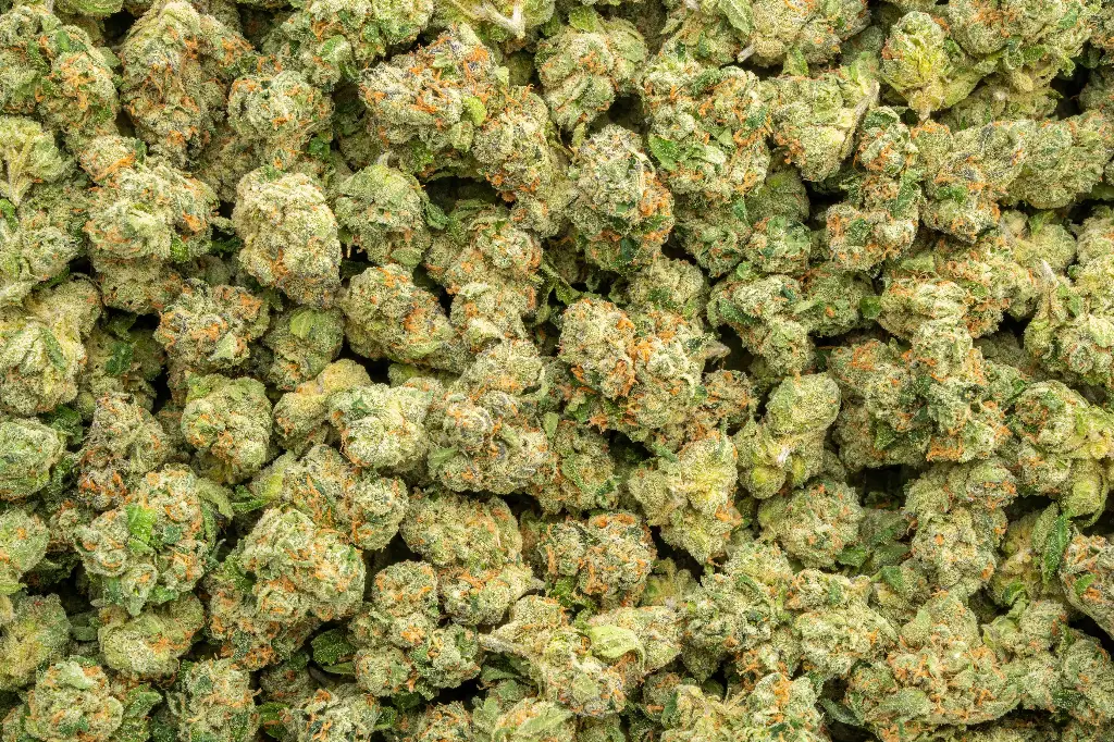 Purple Milk Indoor Mediums