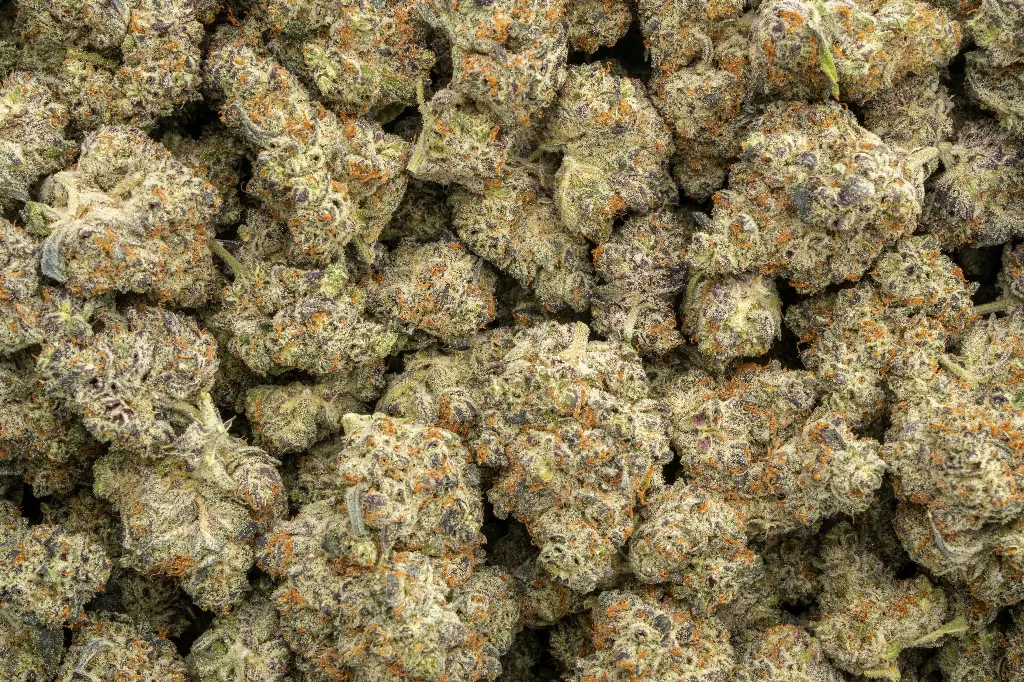 Black Velvet Indoor