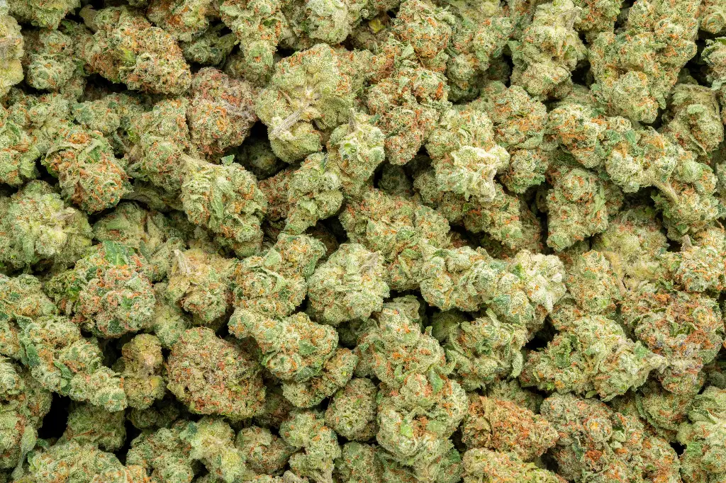 Strawberry Guava Indoor