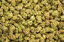Grape Candy Indoor Smalls