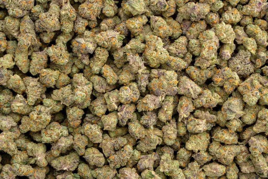 Gary Payton Indoor Smalls