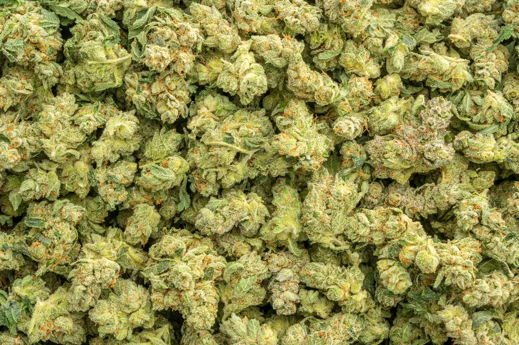 Original Glue Indoor Smalls