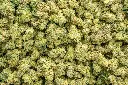 Original Glue Indoor Smalls