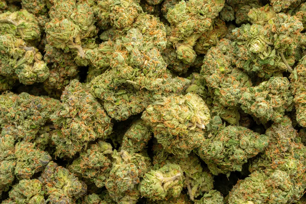 Gary Zkittlez Indoor