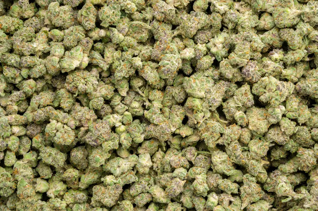 Tropicana Cherry Indoor Smalls