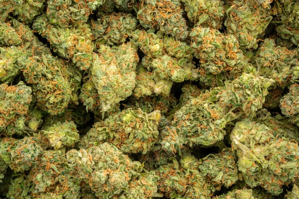 Super Lemon Haze Indoor 