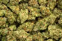 Super Lemon Haze Indoor 