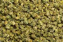 Bubba Smalls (CBD)