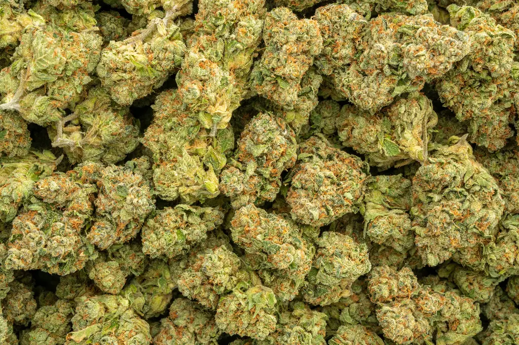 Caked Up Candy Indoor
