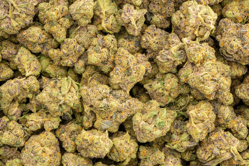 Jet Fuel Indoor