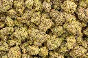 Jet Fuel Indoor