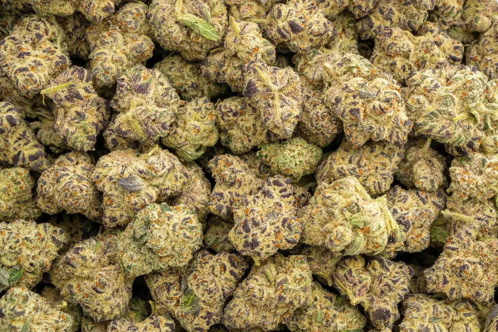 Lilac Diesel Indoor