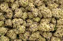 Lilac Diesel Indoor