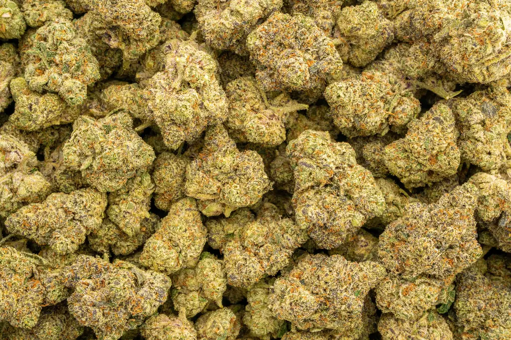 Oreo Blizzy Indoor