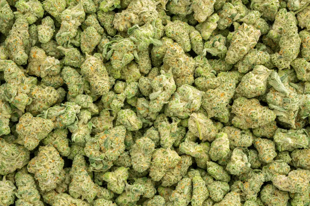 Chimera Junky Indoor Smalls