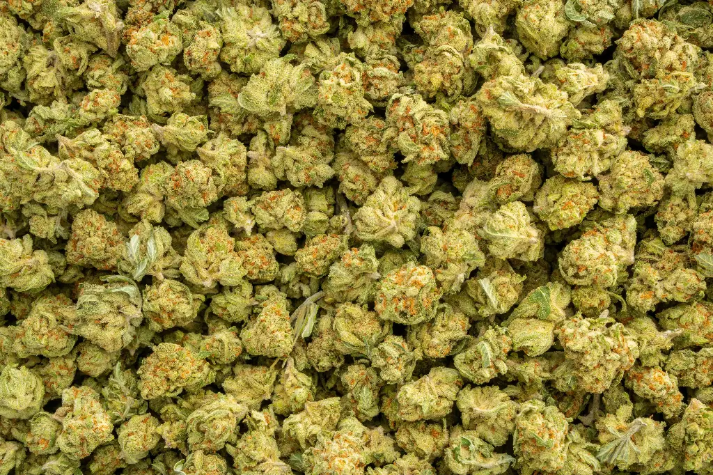 Papaya Drip Indoor Smalls