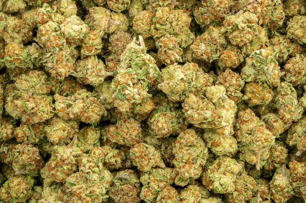 Lemonatti Indoor Smalls