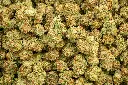 Lemonatti Indoor Smalls