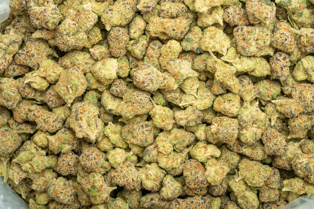 Starburst Indoor Smalls 