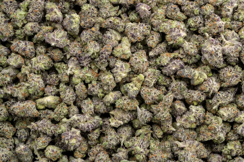 Black Velvet Indoor Smalls