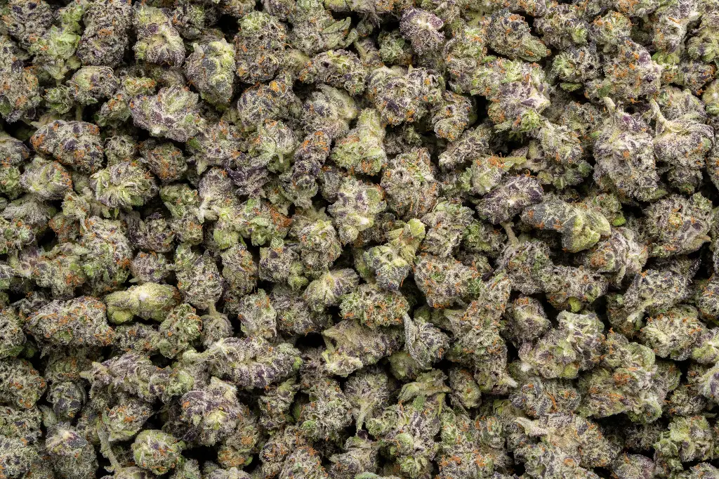 Black Velvet Indoor Smalls