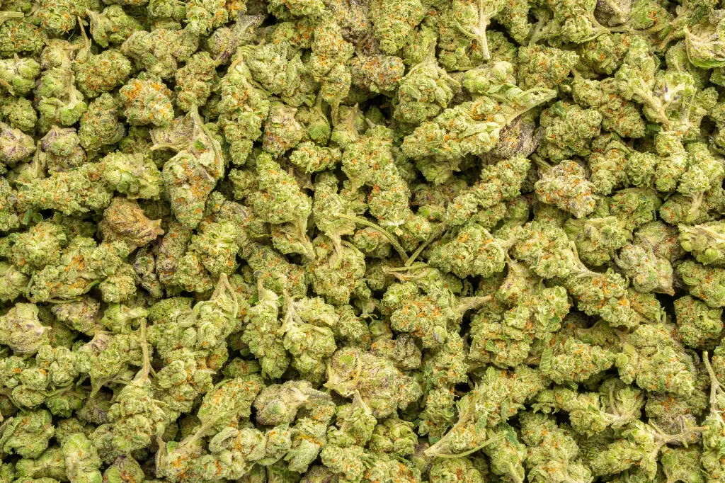 Gascotti Indoor Smalls