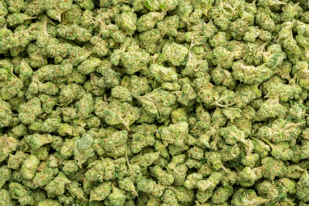 Strawberry Guava Indoor Smalls