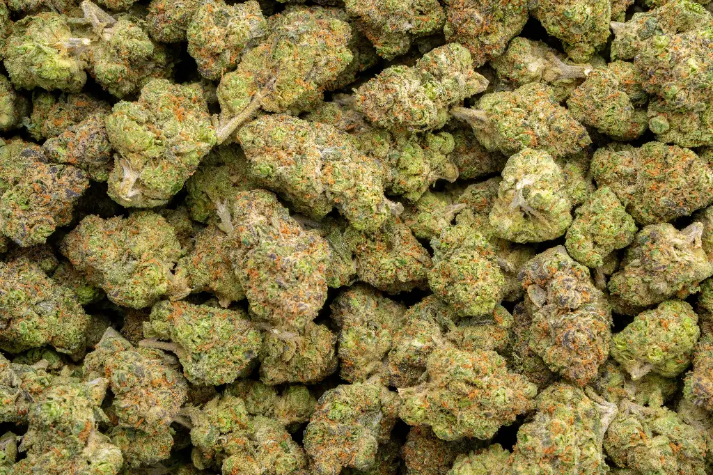 Rainbow Latte Indoor 