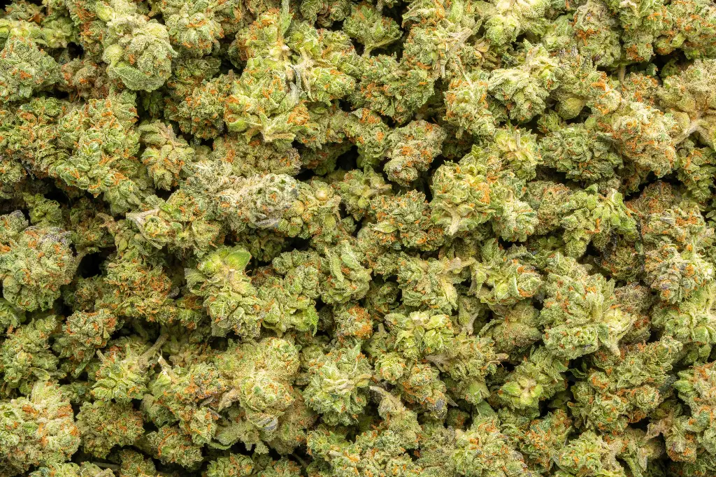 NY Zoo Indoor Smalls 