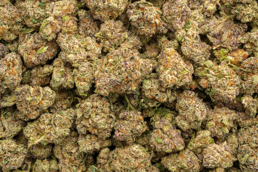 Purple Octane Indoor