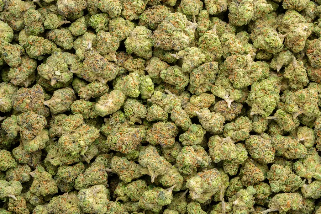 Rainbow Latte Indoor Smalls