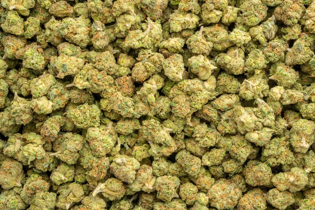 Rainbow Latte Indoor Smalls