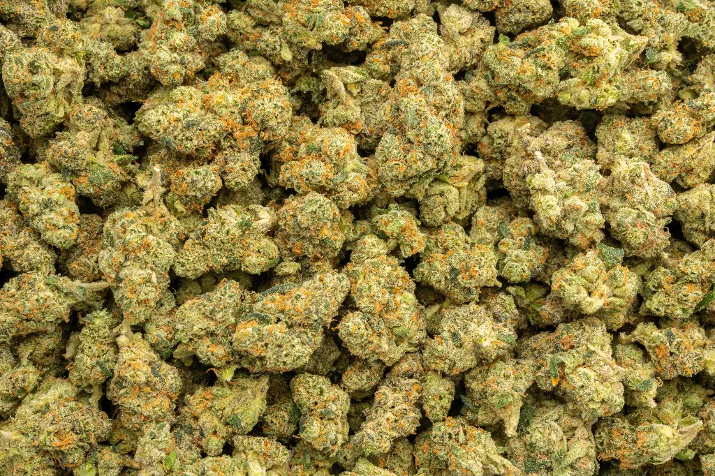 Ice Pops Indoor Mediums