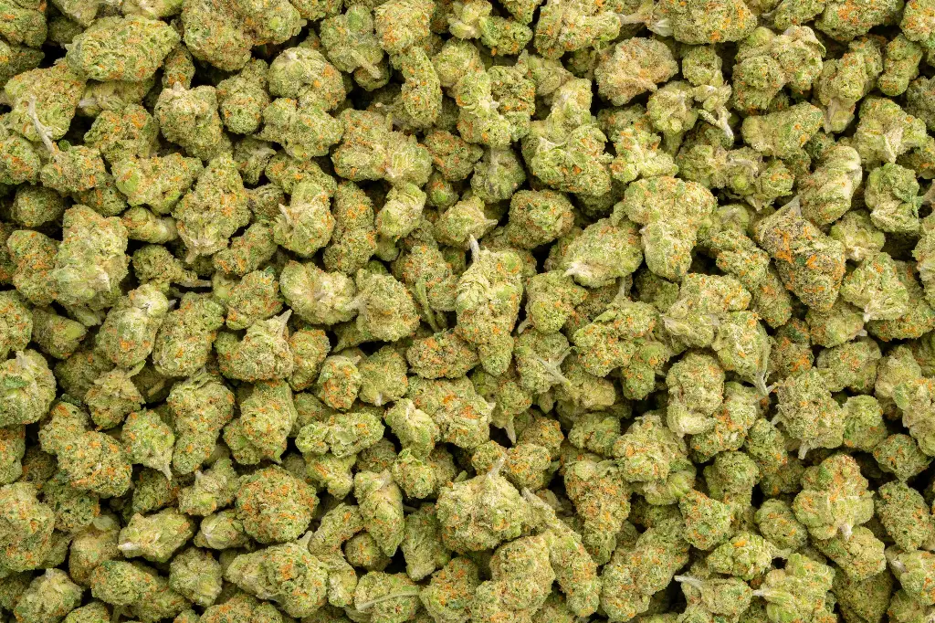 Hella Jelly Indoor Smalls