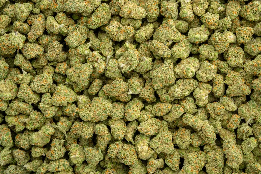 Lemon Bars Indoor Smalls