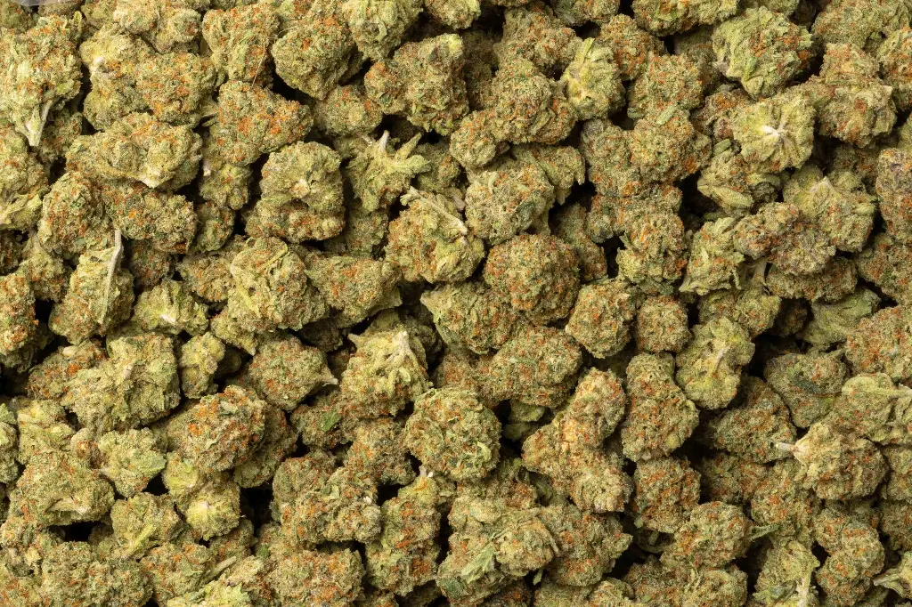 Forbidden Fruit Indoor Smalls