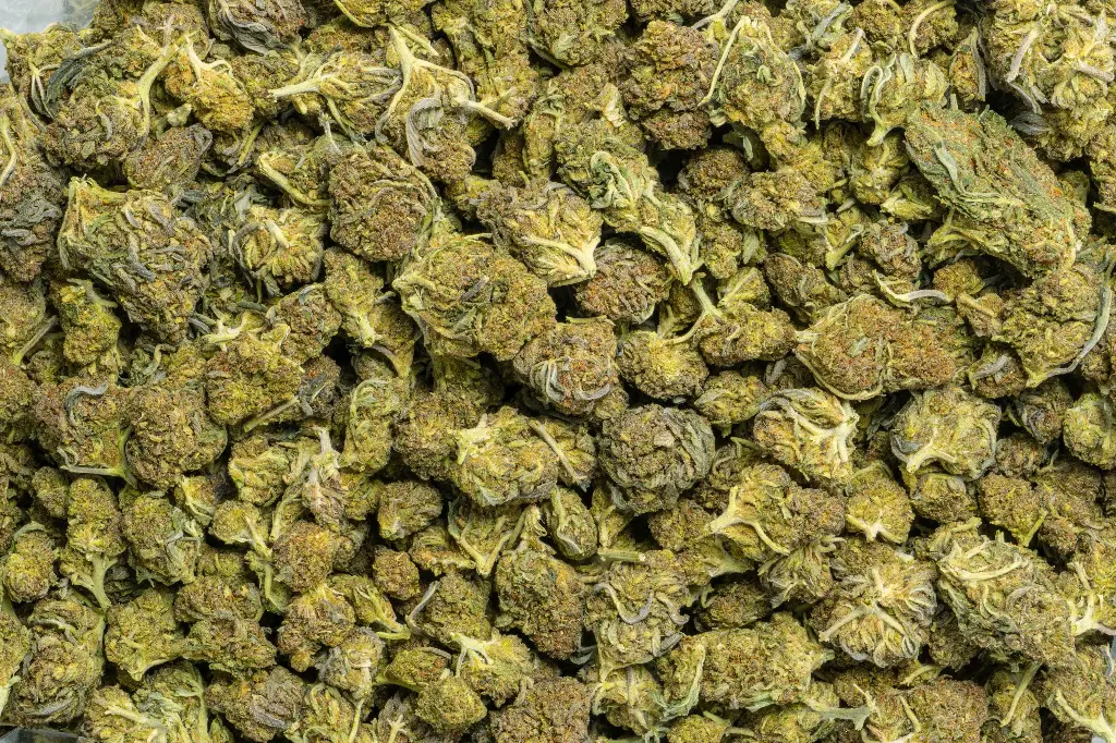 Cheetah Pizz Smalls (CBD)