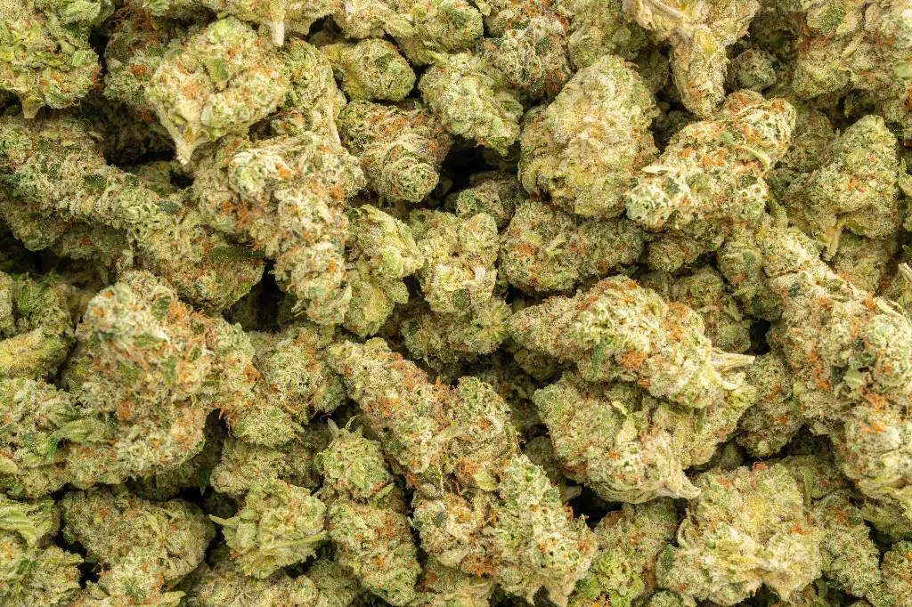 Devil Fruit Indoor