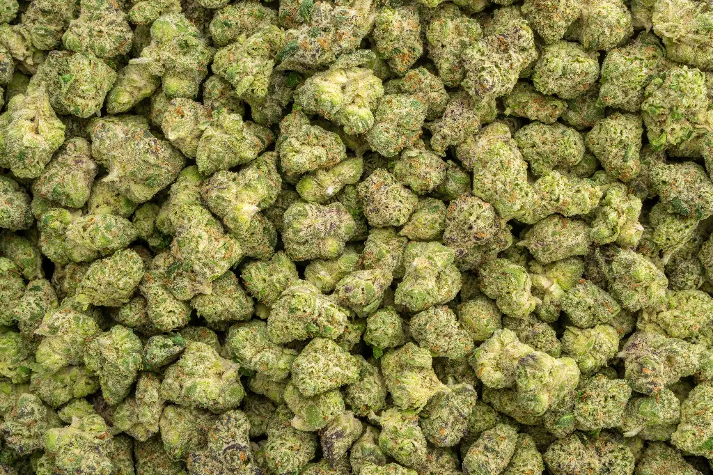 Doses N Mimosas Indoor Mediums