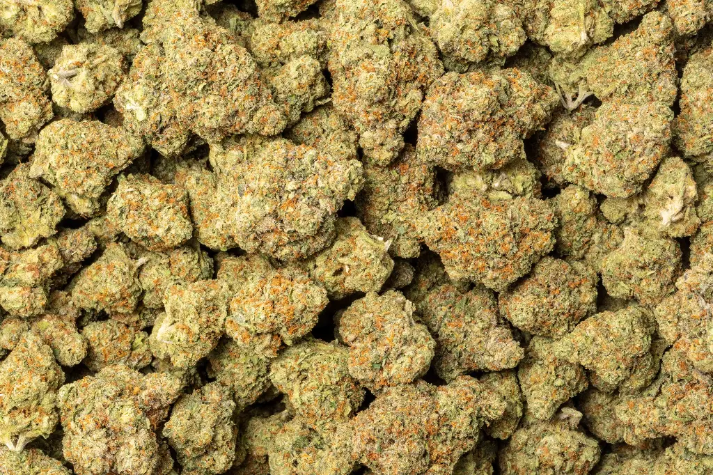 Forbidden Fruit Indoor