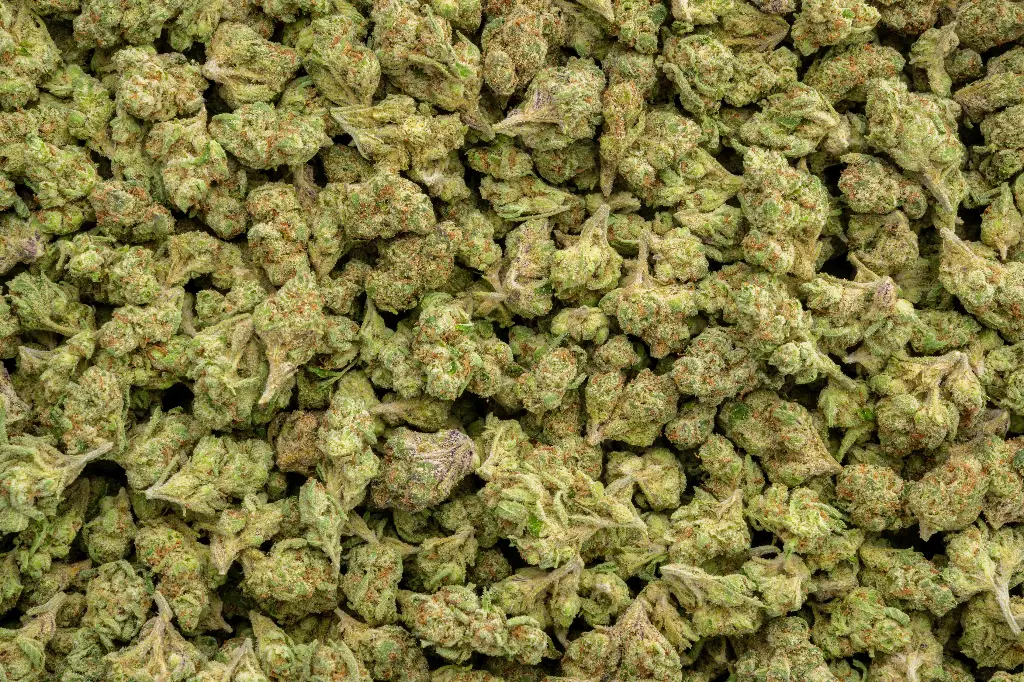 Forbidden Runtz Indoor Smalls