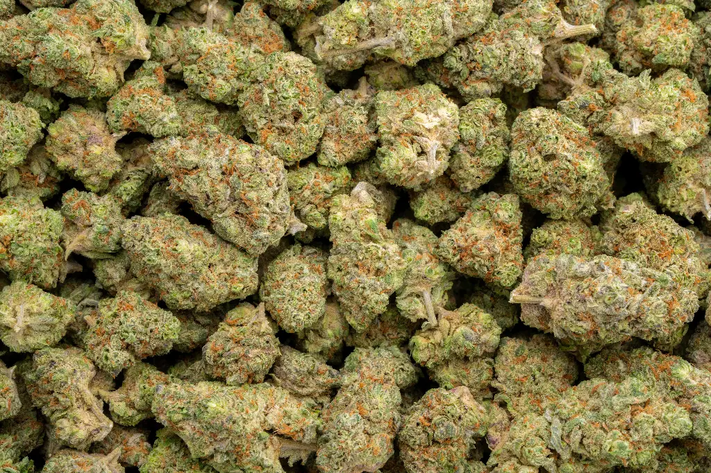 Garlic Truffle Indoor