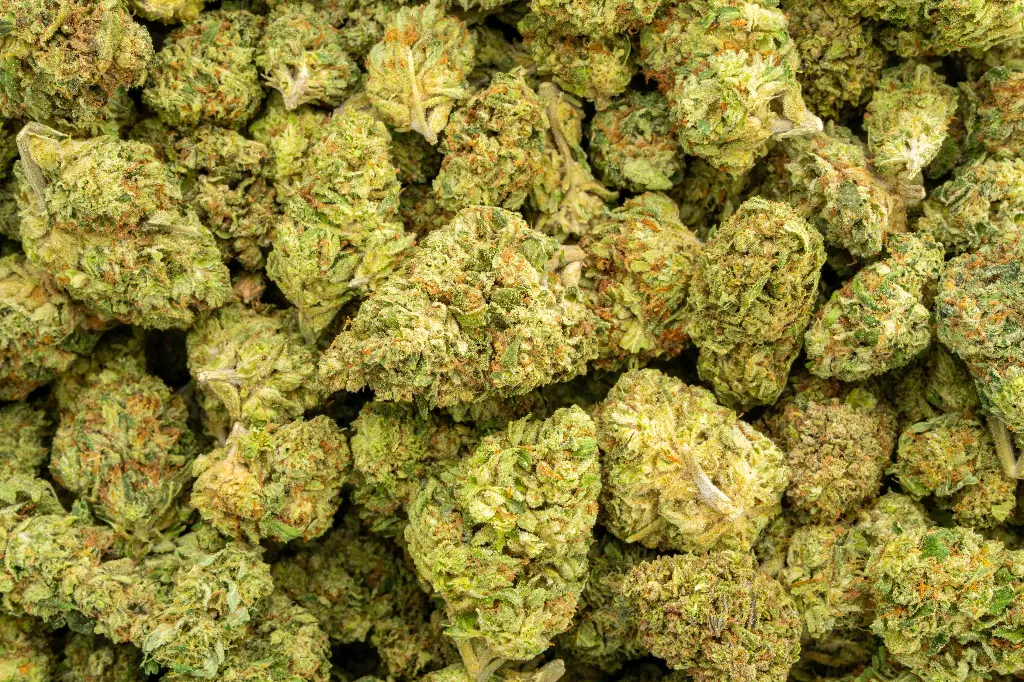 Gelato